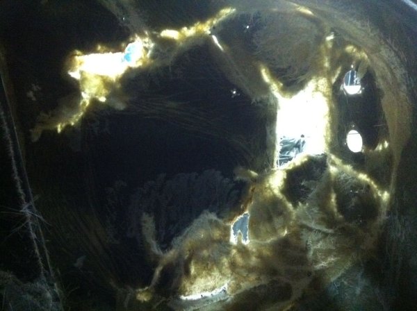 restauration-AC-COBRA-pilgrim-58